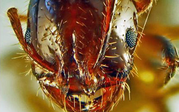 closeup of a fire ant's head